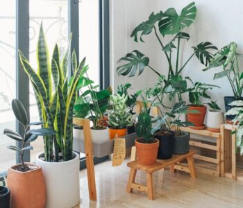 Piante da interno pendenti